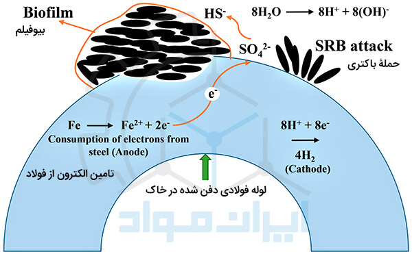 مکانیزم ایجاد خوردگی میکروبیولوژیکی